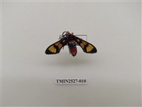 藏品(紅腹鹿子蛾)的圖片